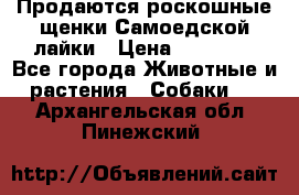 Продаются роскошные щенки Самоедской лайки › Цена ­ 40 000 - Все города Животные и растения » Собаки   . Архангельская обл.,Пинежский 